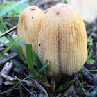 Coprino micaceus