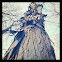 Shagbark Hickory