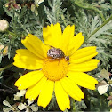 Flower chafer
