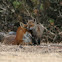 redfox