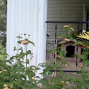 Eastern Tiger Swallowtails