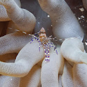 Spotted Cleaner Shrimp