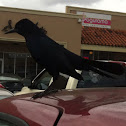 Boat-tailed Grackle
