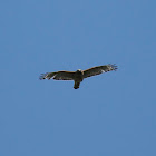 Cooper's Hawk