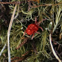 Velvet mite