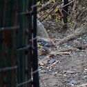 Yellow-rumped warbler