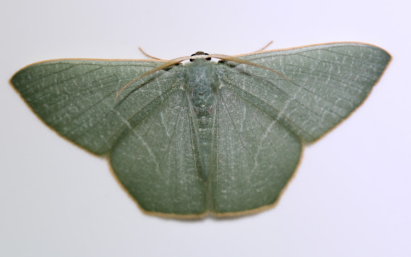 Spotting Image 1