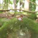 Spinybacked Orb-weaver