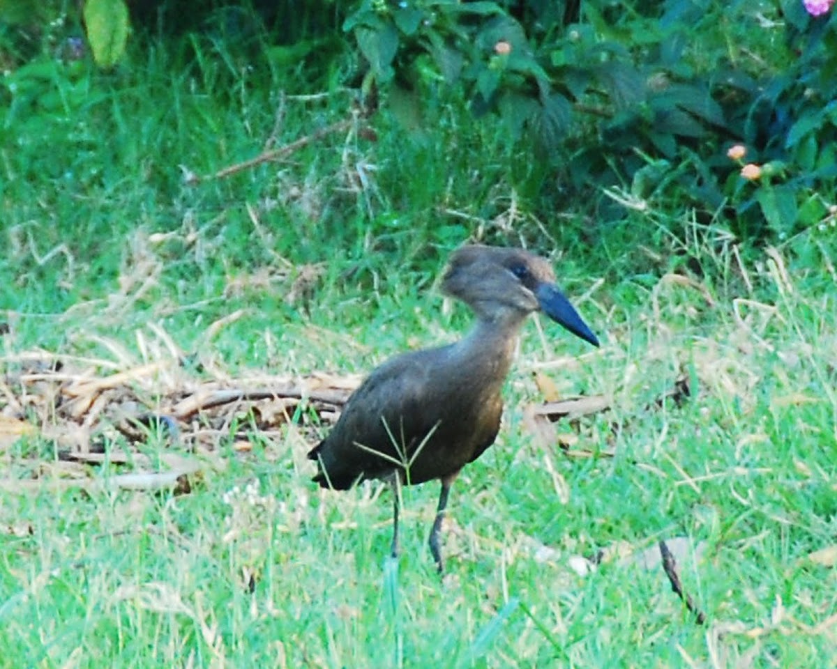 Hamerkop