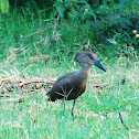 Hamerkop