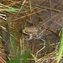 Green Frog