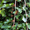 Mulberry