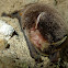 Little Bent-wing Bat
