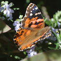 Painted Lady