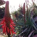 Krantz aloe
