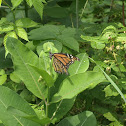 Monarch