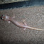 Arboreal Salamander