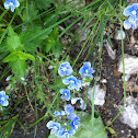germander speedwell
