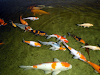 Venta De Peces Koi Y Plantas Acuaticas