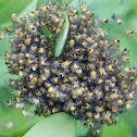 young spiders