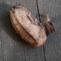 Cocoon