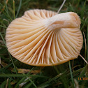 Salmon Waxcap?
