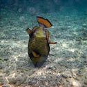 Titan Triggerfish