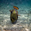 Titan Triggerfish