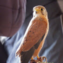 Common Kestrel