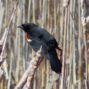 Red-winged Blackbird