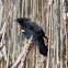 Red-winged Blackbird