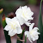 Narcissus
