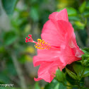 China rose