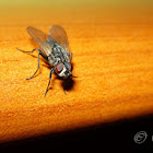 Common House Fly