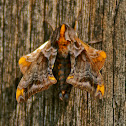 Small-eyed Sphinx