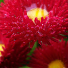 Bellis