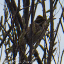 Reed Bunting; Escribano palustre