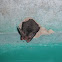 Rafinesque's Big-eared Bat