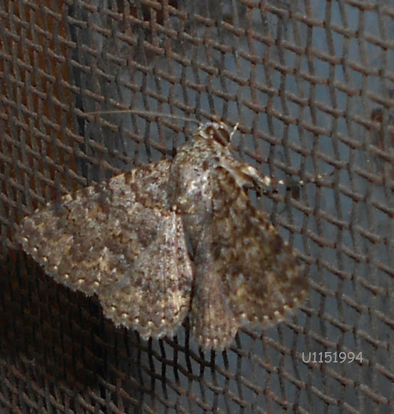 Spotting Image 1