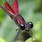 Damselfly