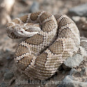 Western Rattlesnake