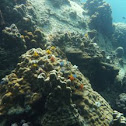 Christmas tree worms