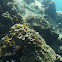 Christmas tree worms
