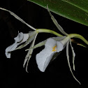 Fragrant Trichopilia