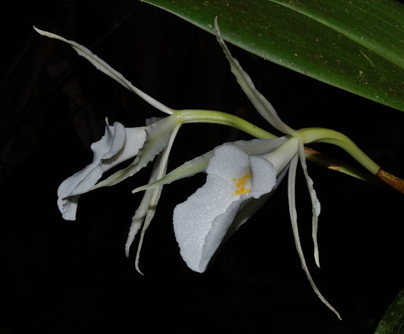 Spotting Image 1