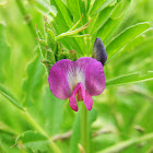 Common Vetch