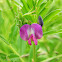 Common Vetch