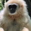 Lar gibbon