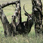 Waterbuck