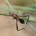 Broad-headed Bug